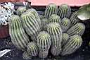 TRICHOCEREUS SCHICKENDANTZI.jpg